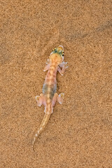A Namib sand gecko, small colorful lizard in the Namib desert

