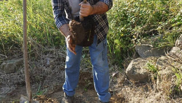 Mature man planting a tree in spring garden. Gardener taps the massed earth around the roots of the fruit tree before planting it in the ground.