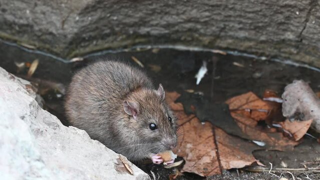 Watchful brown rat Rattus norvegicus. A rat holds bread in its paws and eats it.