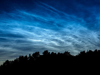 Noctilucent clouds over silhouetted trees