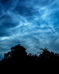 Noctilucent clouds over silhouetted trees