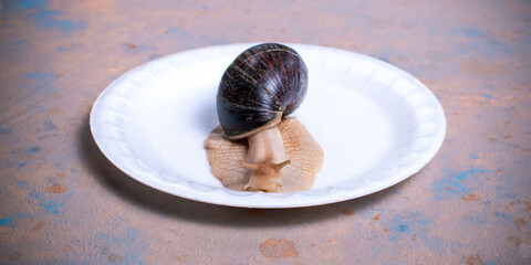 A large snail on a plate