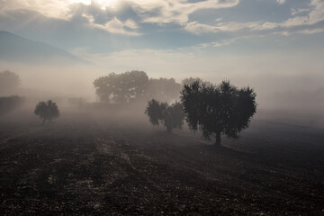 Olive trees in the middle of fog