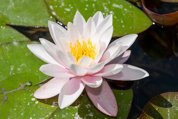 Water lily