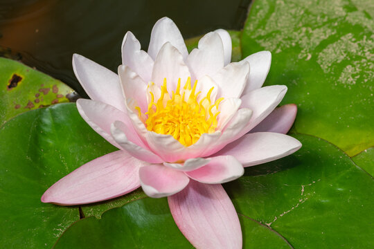 Nymphaea Eucharis water lily