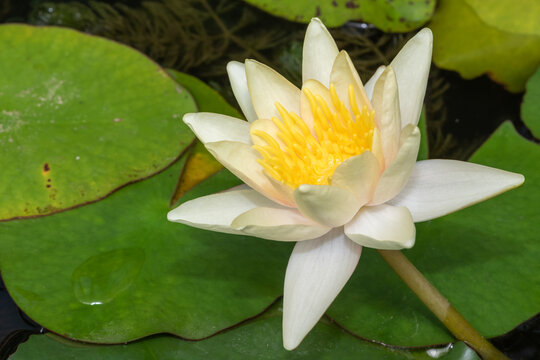 Nymphaea parc de la tete d'or water lily