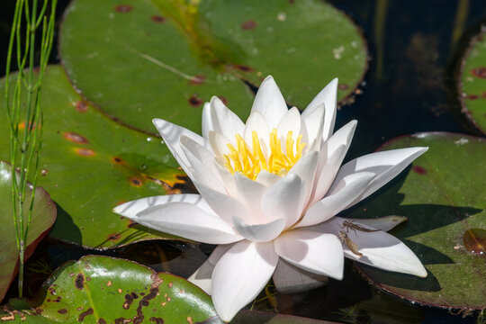 White water lily