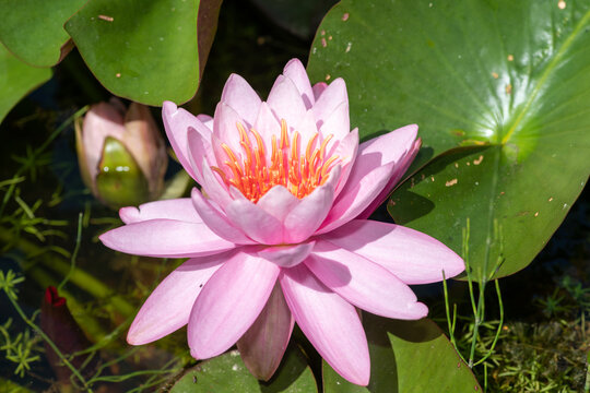 Water lily (nymphaea fiesta) flower