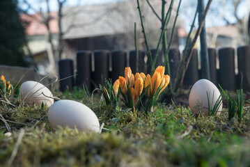 Wielkanoc, jajka i krokusy w ogródku - obrazy, fototapety, plakaty