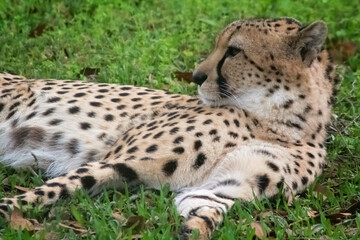 Fototapeta premium cheetah