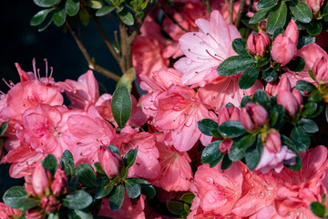 Azalea japonica “Blaauw’s Pink”. Close up on Azaleas flowers. This is a flowering shrubs in...