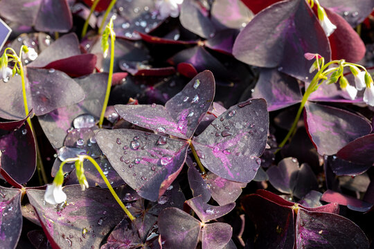 Oxalis triangularis, commonly called false shamrock. This plant is native to South America but is also used as a houseplant. It's famous for its characteristic leaves.