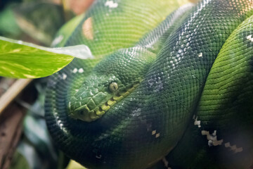 snake in the grass