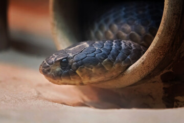 close up of a python