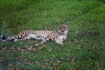 cheetah in the grass