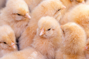 Close up newborn chicken, chicken farm