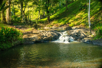 Naklejka premium stream in the forest