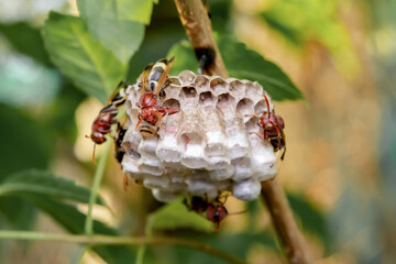 Close up wasps in a nest on branch