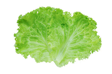 Lettuce. Salad leaf isolated on white background with clipping path.