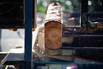 the trunk is converted into a beam for construction material. Second life for the tree