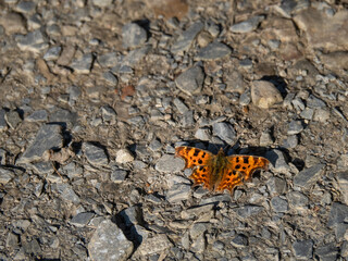 Polygonia c-album aka Comma butterfly resting on ground in the sun.
