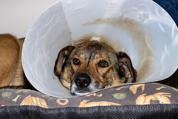 portrait of a brown dog with an Elizabethan collar resting on his bed after an operation