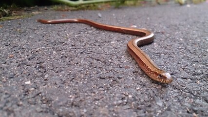 Snake NRW Germany