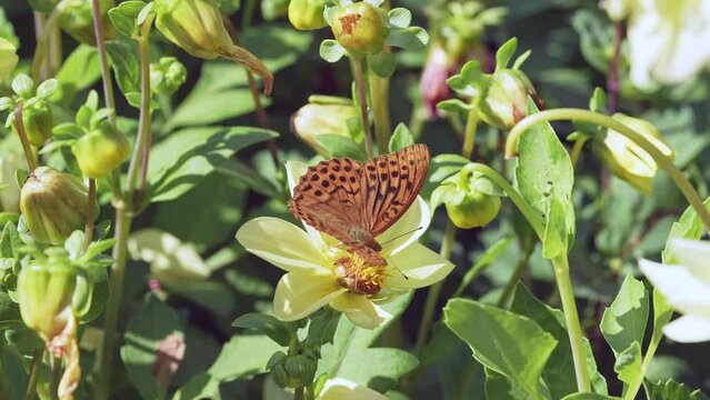 Butterflies and bees on meadow flowers swaying beautifully in the wind. pollination of plants. Summer sunny day. Slow motion 4k