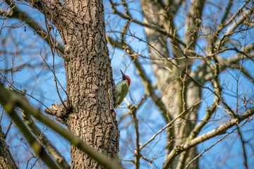 a green woodpecker (Picus Viridis ) perched high on the side of a tree 