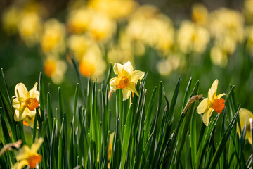 sign of spring, close up of a bright yellow daffodil (Narcissus) flowes in bloom