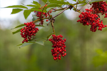 Früchte des Roten Holunder (Sambucus racemosa)