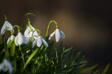 Blooming spring snowdrops in the forest in golden hour