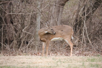 white deer
