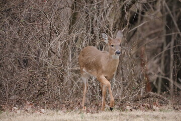 deer in the woods