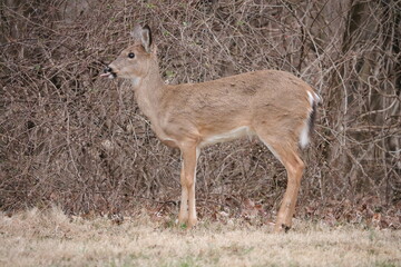 deer in the woods