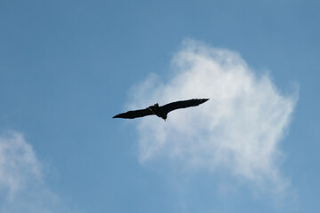 Obraz premium A big eagle soaring on the wind overhead, white clouds in background and blue sky