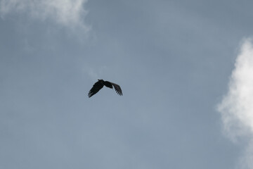 A beautiful eagle taking off during sunset