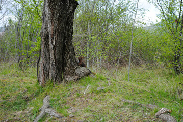 Squirrel in the green forest