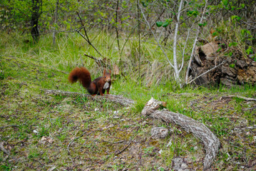 Squirrel in the green forest