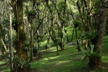 Paisagem de mata atlântica na Serra da Mantiqueira