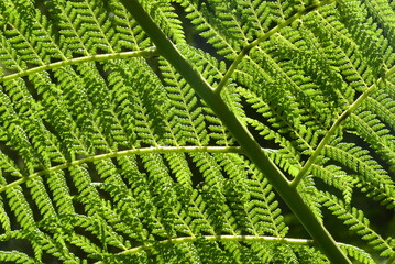 Folha de samambaiaçu