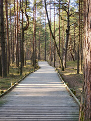 Fototapeta na wymiar wooden flooring for walking in a pine forest. sunny summer day