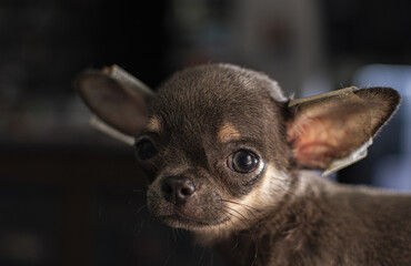 Beautiful chihuahua dog. Animal portrait. Stylish photo. Pink background. Collection of funny animals