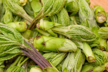 Harvested Mountain Vegetable, Young Leaves of Koshiabura