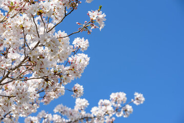 Cherry blossoms and blue sky, Sakura