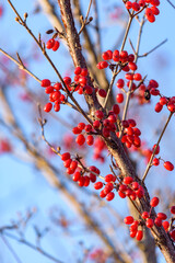 Red fruits of cornus officinalis, Beginning ripe Japanese cornelian cherry, on the tree