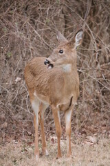 deer in the woods