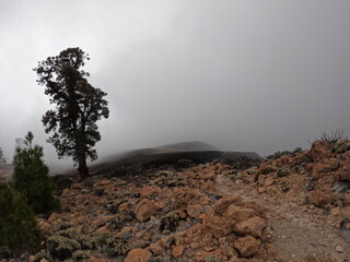 Foggy landscape, pine trees and volcanic mountains in the fog, Tenerife, Canary islands, Spain