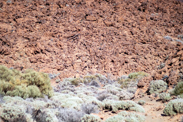Volcanic landscape in Tenerife with local vegetation and lava fields under the blue sky, Canary islands, Spain