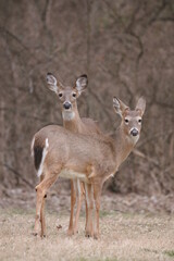deer in the woods